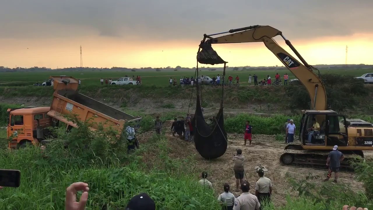 RESCATE DEL LOBO MARINO EN BABAHOYO - LOS RÍOS - ECUADOR