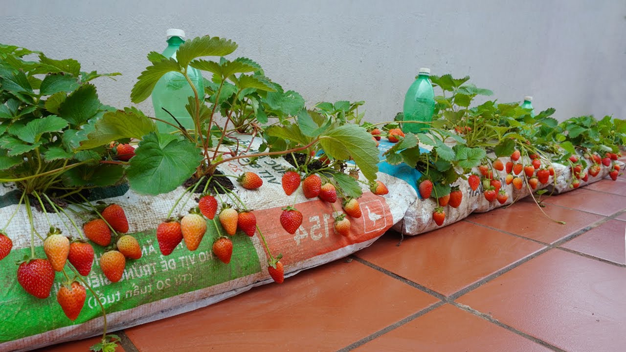 full video: 120 days of harvesting and growing strawberries in bags. Fruit is large & sweet