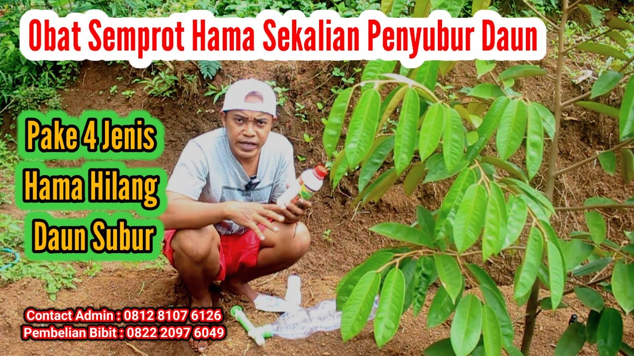 Obat Semprot Daun Durian // Sekalian Menghijaukan Daun // Durian bawor Tumbuh Subur
