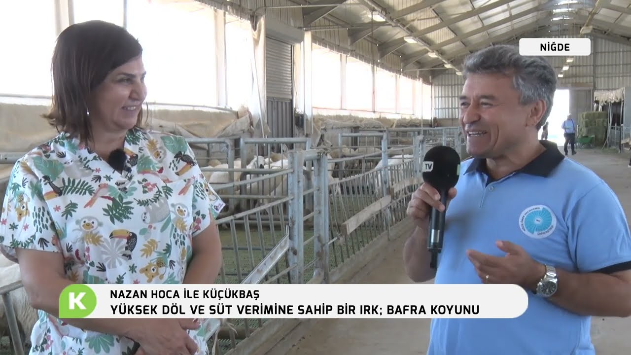 YÜKSEK DÖL VE SÜT VERİMİNE SAHİP BİR IRK; BAFRA KOYUNU | NAZAN HOCA İLE KÜÇÜKBAŞ