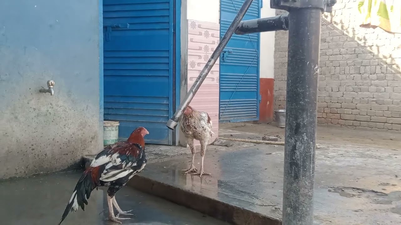 White aseel murga le Aaye
