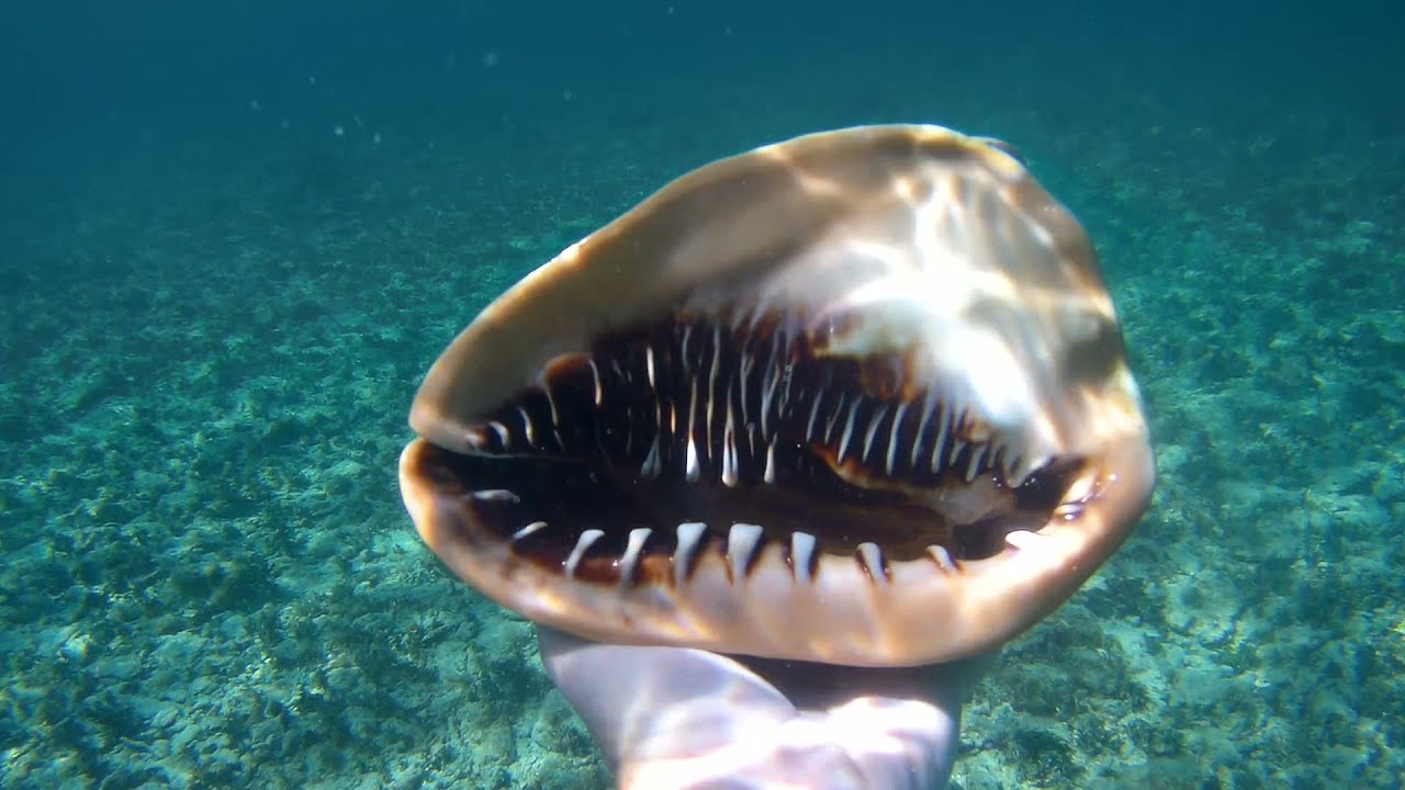 St John USVI Snorkeling August 2021