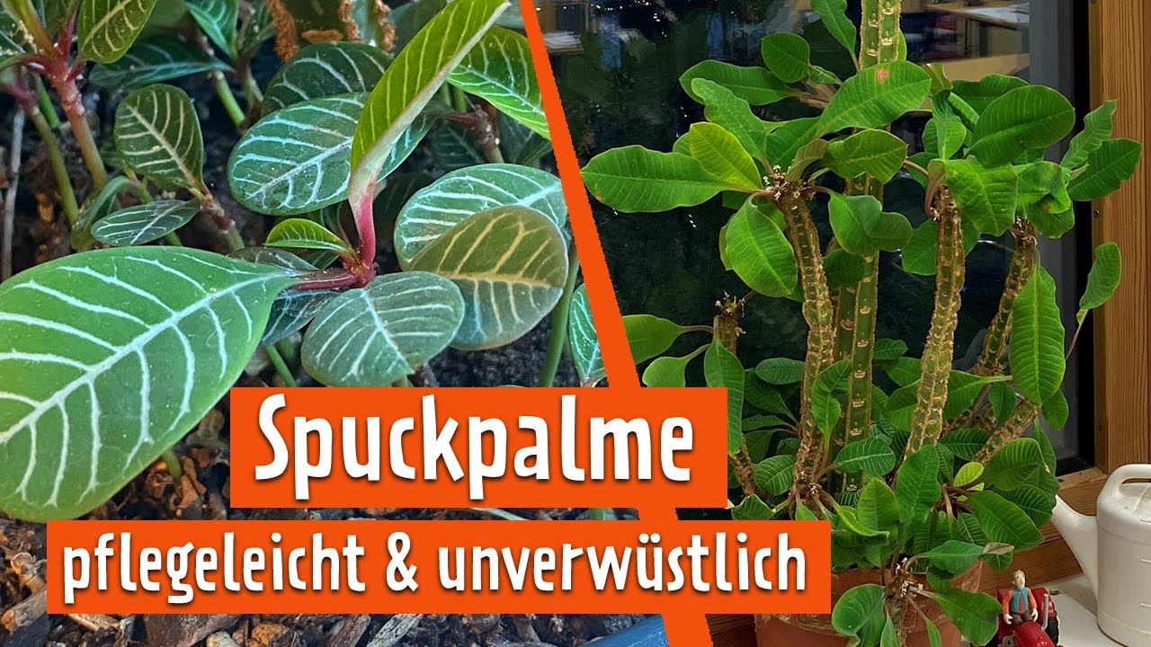 Spuckpalme: Kuriose Zimmerpflanze vermehrt sich selbst | MDR Garten
