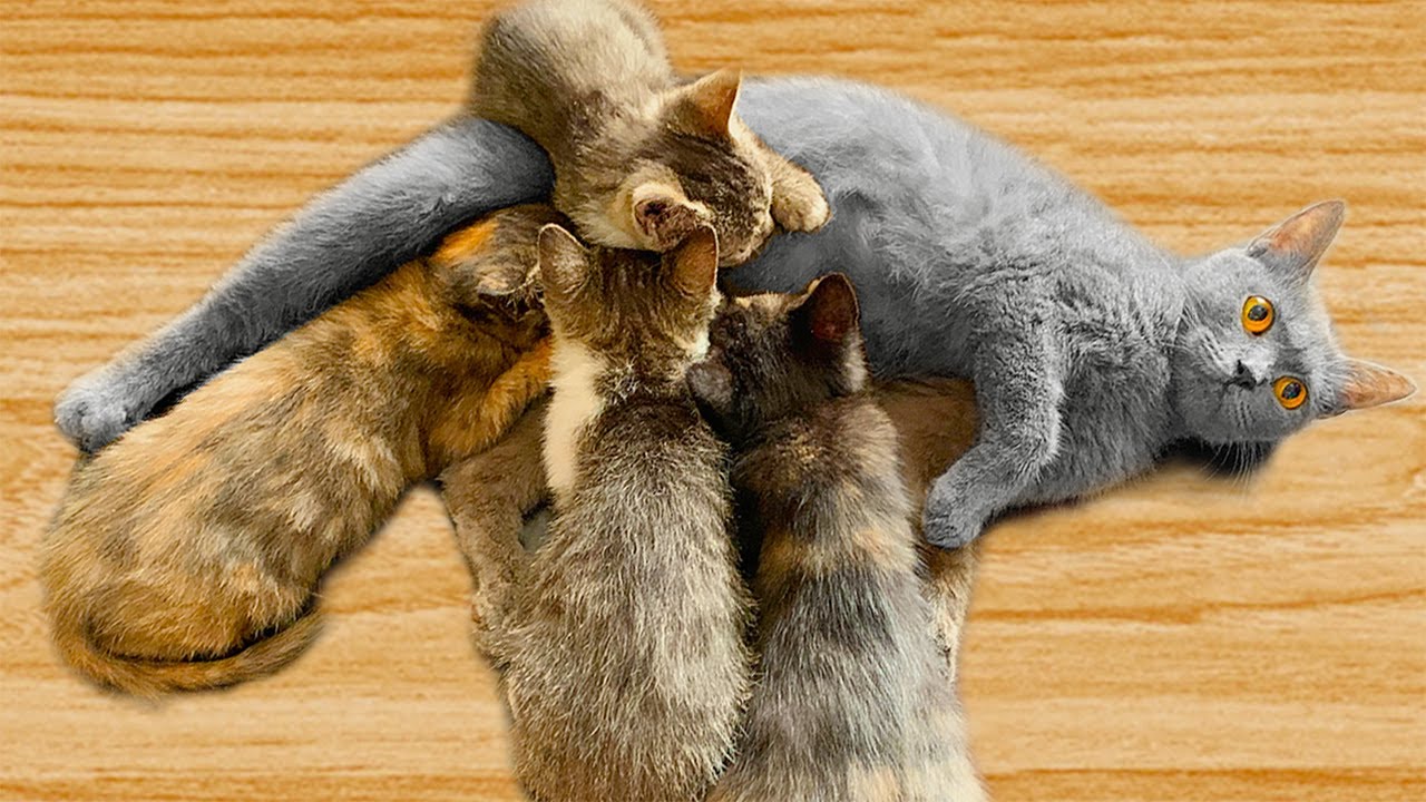 【和貓住】藍貓生出5玳瑁！？是藍貓出了軌，還是玳瑁劈了腿？