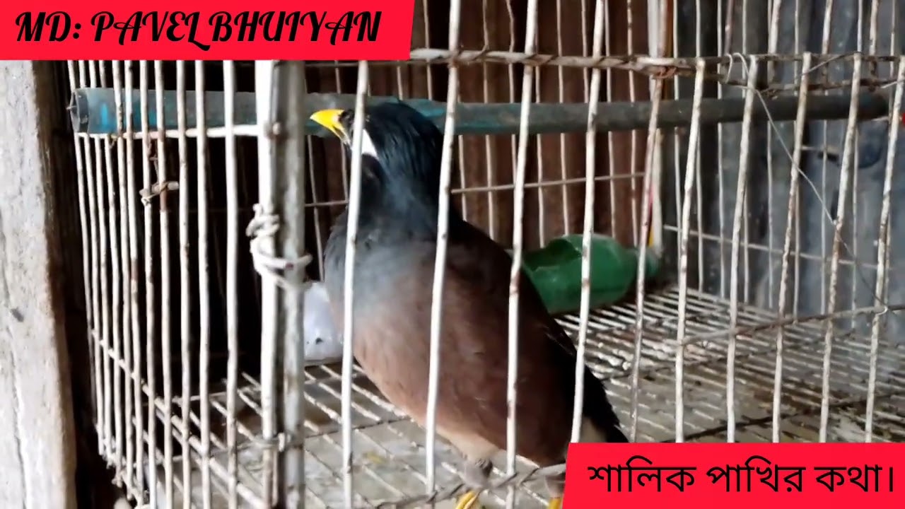 শালিক পাখির কি দারুন প্রতিভা।🐤🐤🐤