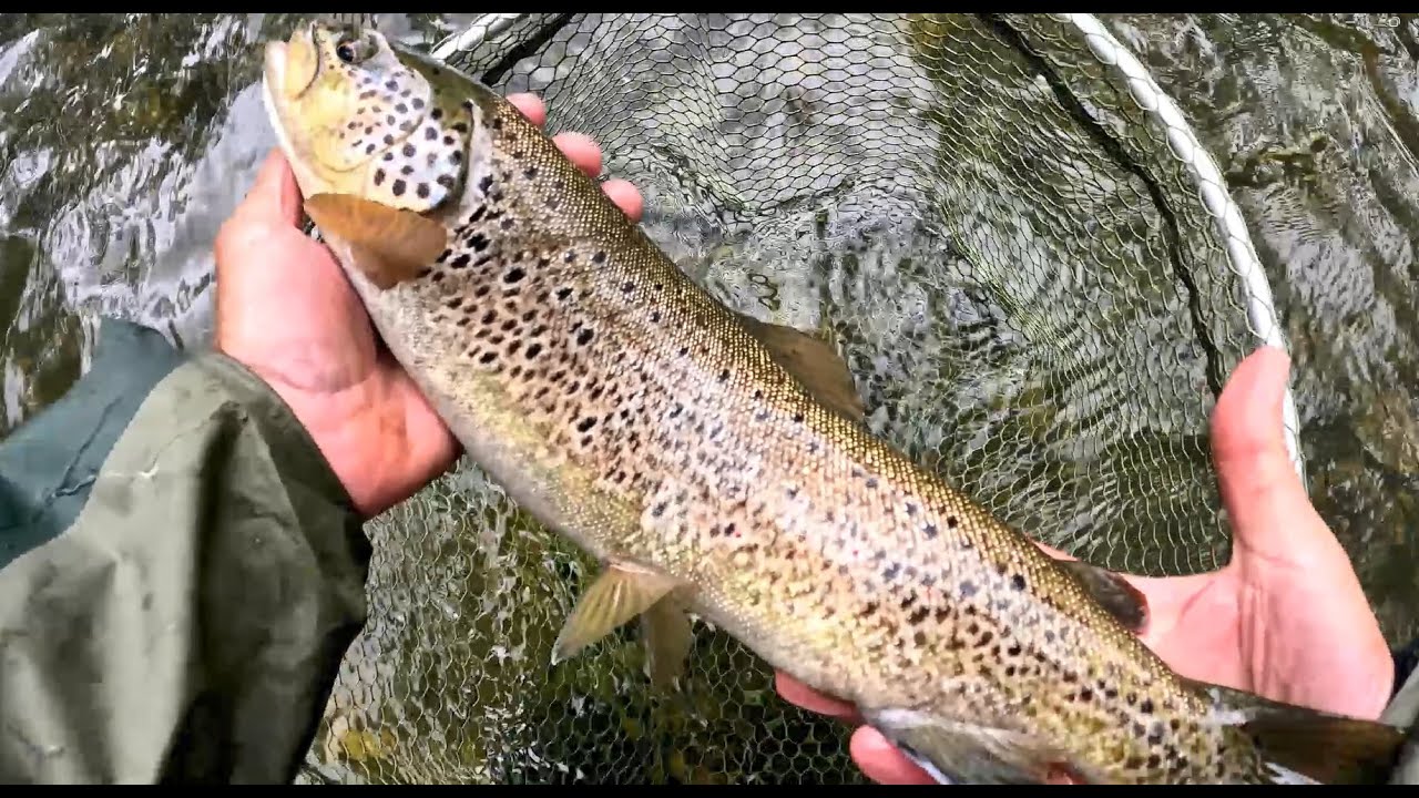 OTRO DÍA DE PESCA EN LOS RÍOS NATURALES
