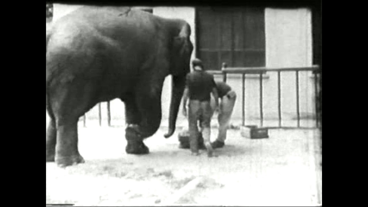 Płockie ZOO 1990