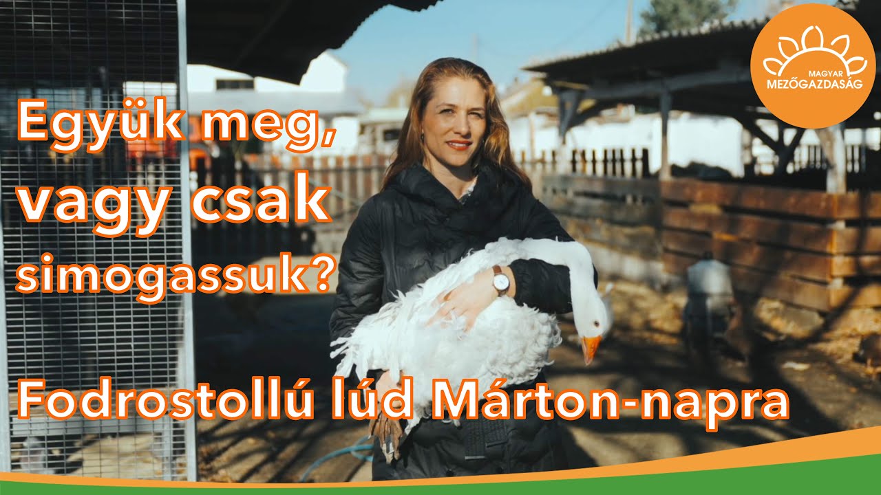 Márton-napi libalakomára fodrostollú ludat? | MMG