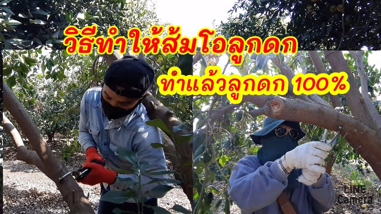 สวนส้มโอวิธีทำให้ส้มโอออกลูกดก
