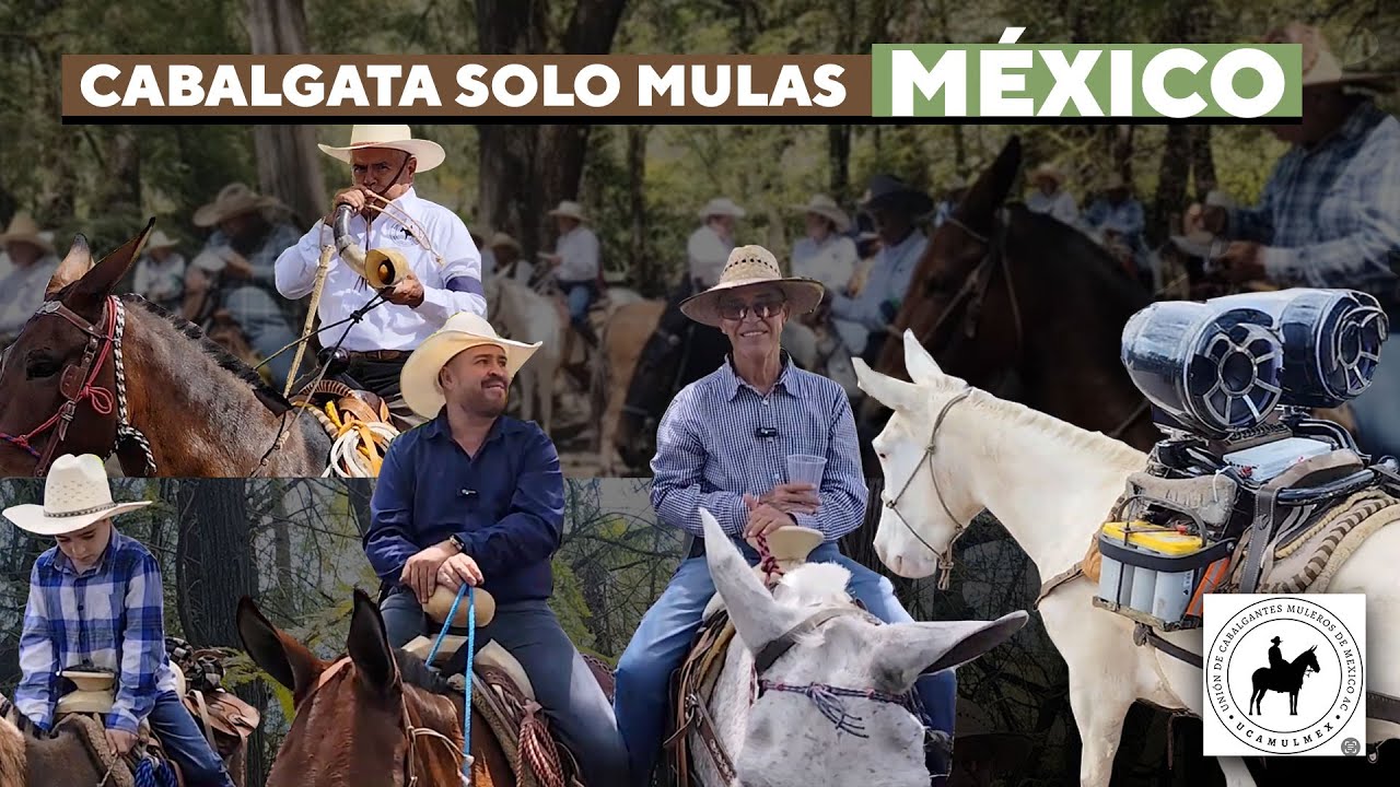 Una de las pocas cabalgatas de puras mulas en México 🐴🇲🇽