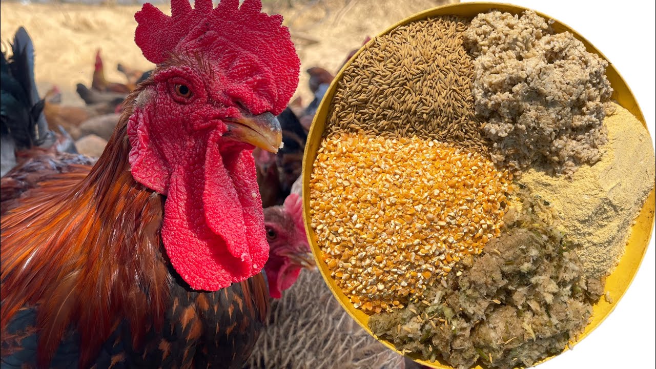 How to Raise Chickens for Profit – Chicken Farm & Organic Feed Formula