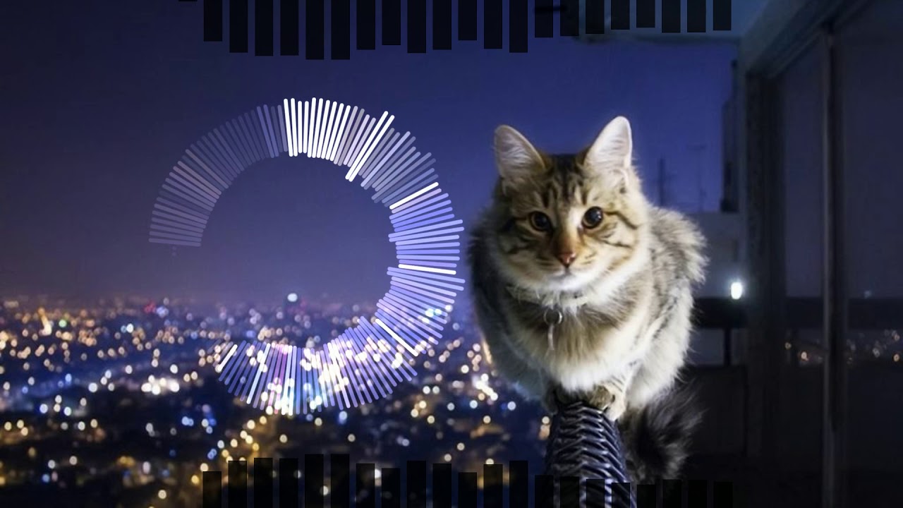 S10M - Cat [OMFG Style] [25% Cumbia]