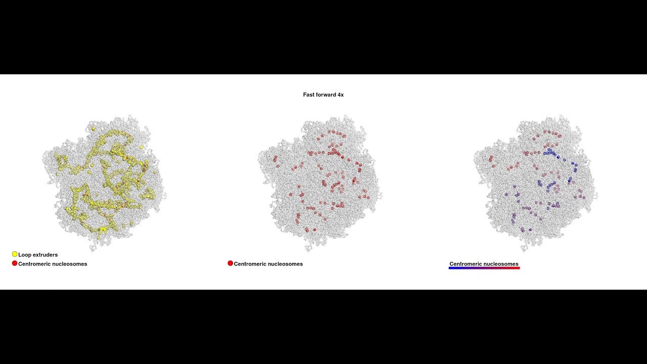 Condensation of a holocentric chromosome