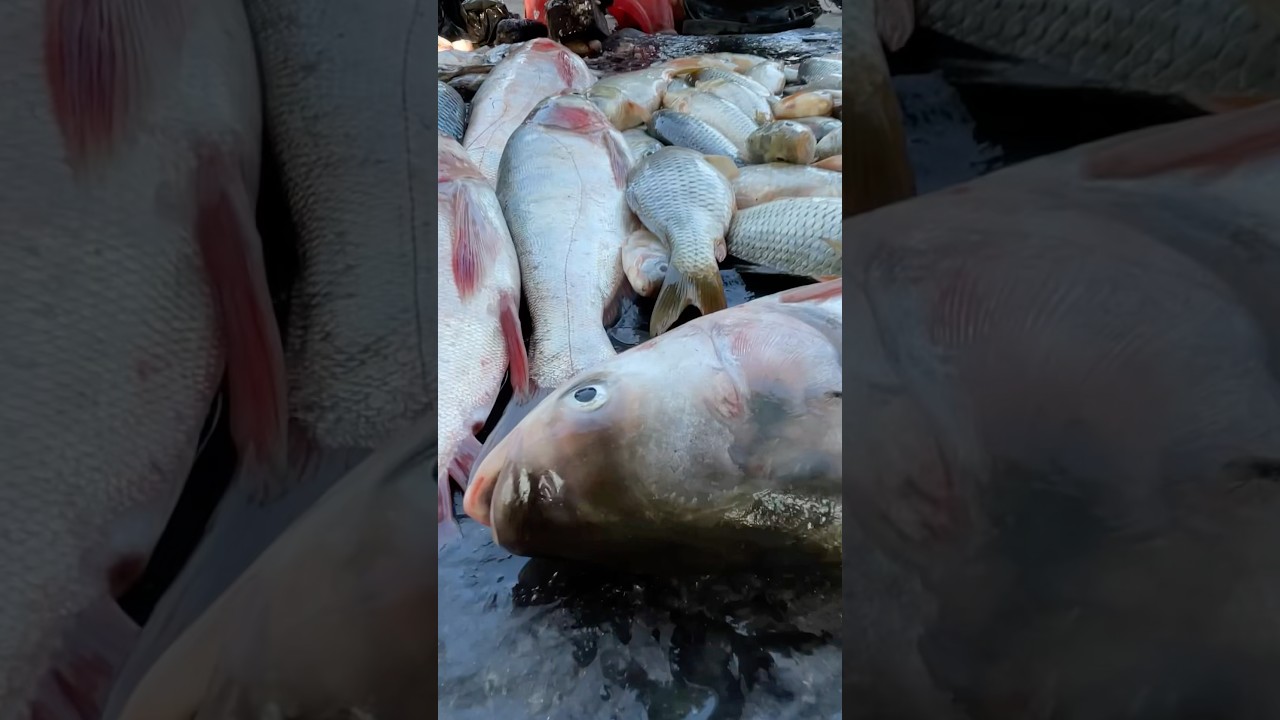 FISH MARKET IN NEPAL🇳🇵🐟#shorts#nambindb #fishmarket 🐟full video link👉
