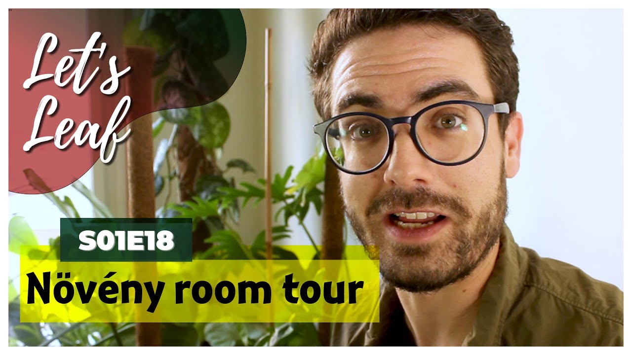 Szobanövények magyar és angol nevei, azonosítása | Room tour | #LetsLeaf