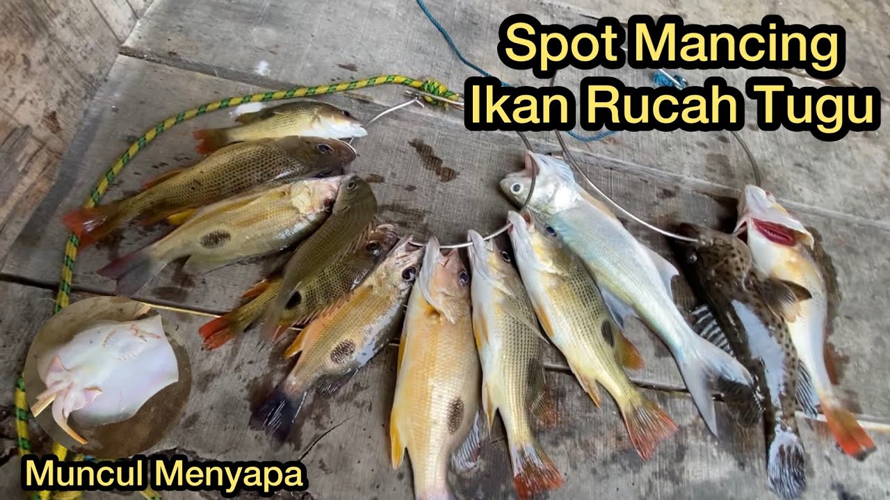 Mancing Ikan Rucah Teknik LTG | Lempar Tarik Gulung | SPOT MANCING RUCAH TUGU SYAHDU #walifishing