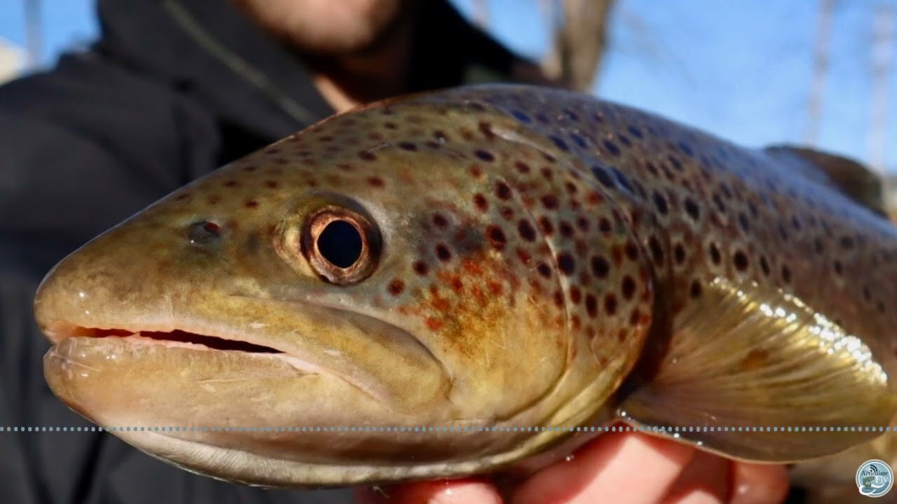 S8 Ep 4 Chilly Waters and Crafty Flies - A New Year Fishing Report with George Costa