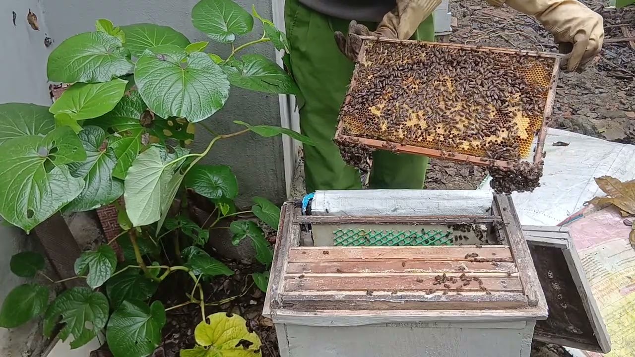 Điều kỳ lạ ong phát triển năm nay