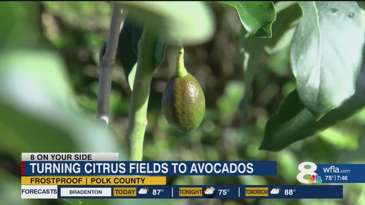 Polk Co. citrus grower plans Central Florida's first avocado farm