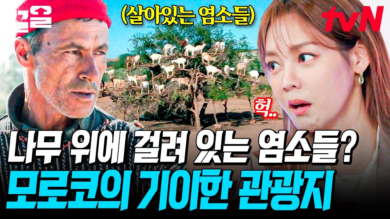 모로코에는 염소가 열려있는 나무가 있다?! 모로코 염소들의 美쳐버린 나무 타기 스킬ㅋㅋㅋ | 현지인브리핑지금우리나라는
