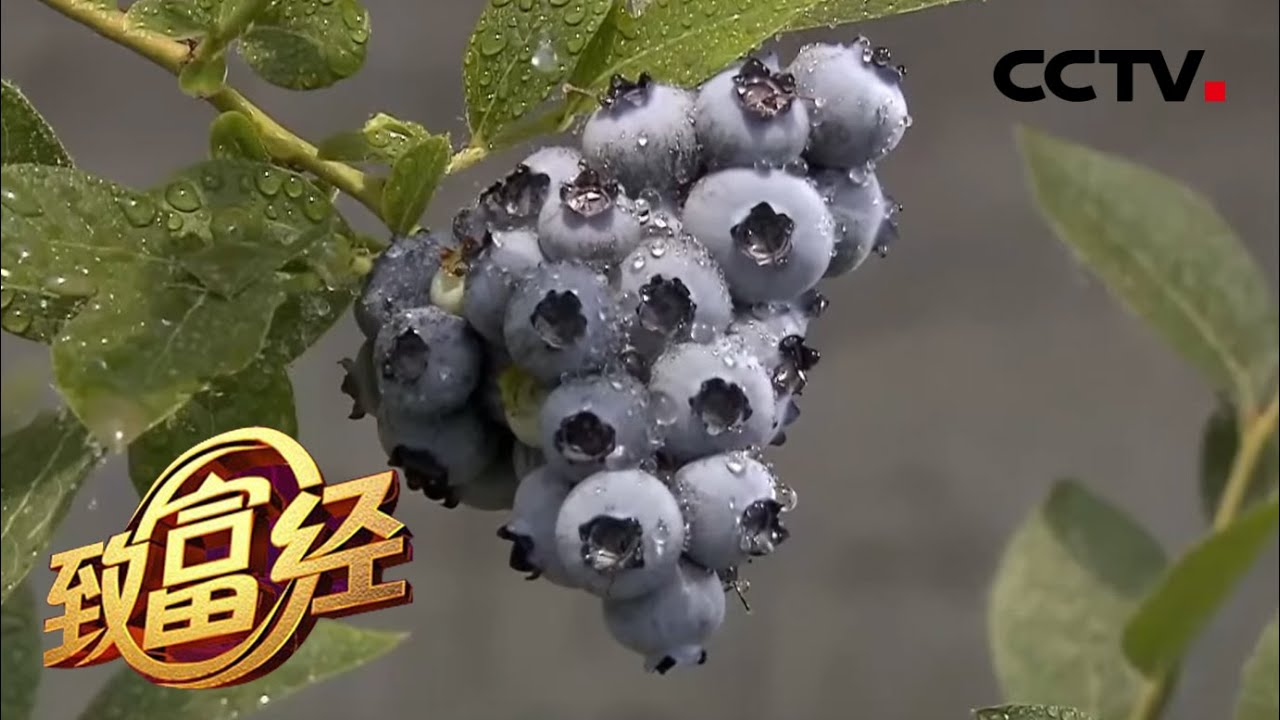 十年布局 精准预判 他的蓝莓不一般 | CCTV「致富经」20200907