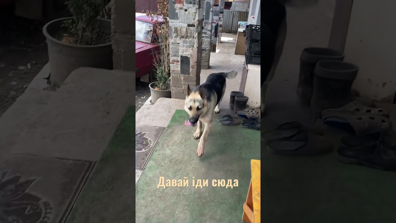 Чемний песик #собака #овчарка #dog