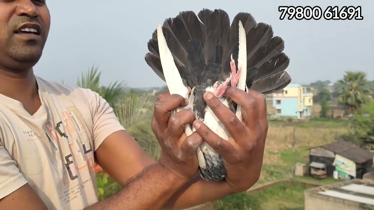 Shahrukh Khan short video kabutar video 📷📸📷