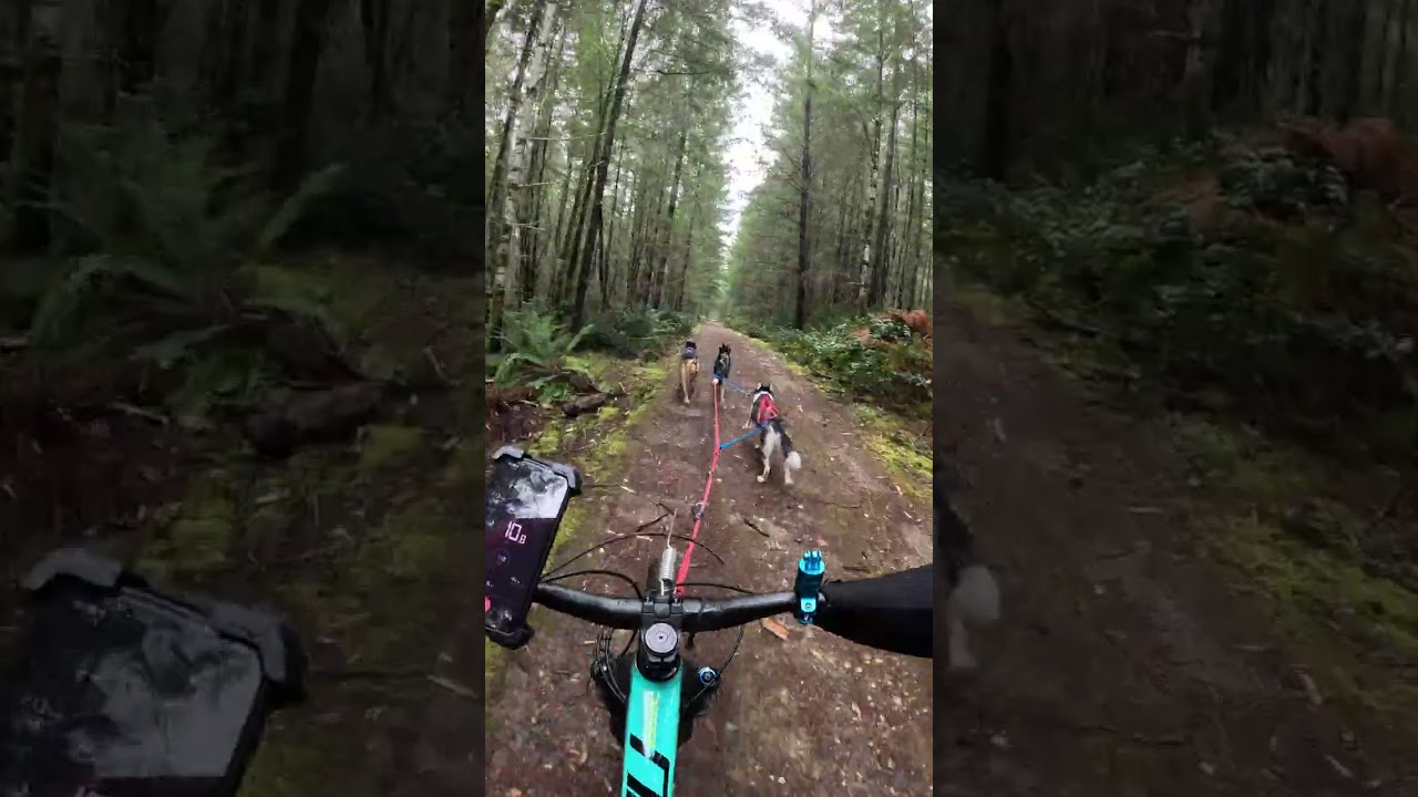 Bikejoring with Luka puddle jumper! LOL