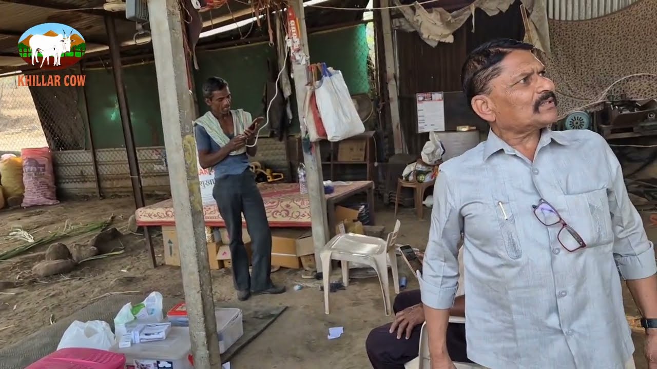 Khillar cow पशुखाद्य  पवार डॉक्टर यांच्या बैलाला 
