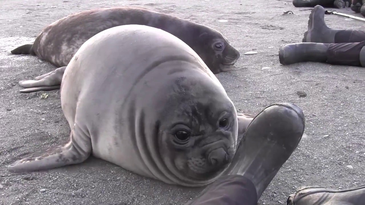 Elephant Seal Pup Encounter on South Georgia Island