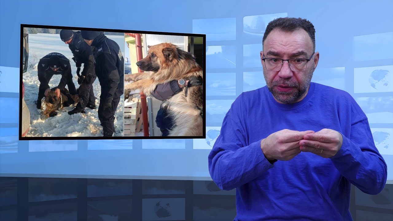 Pies przymarzł do pobocza drogi (Tłumaczenie na Język Migowy - PJM)
