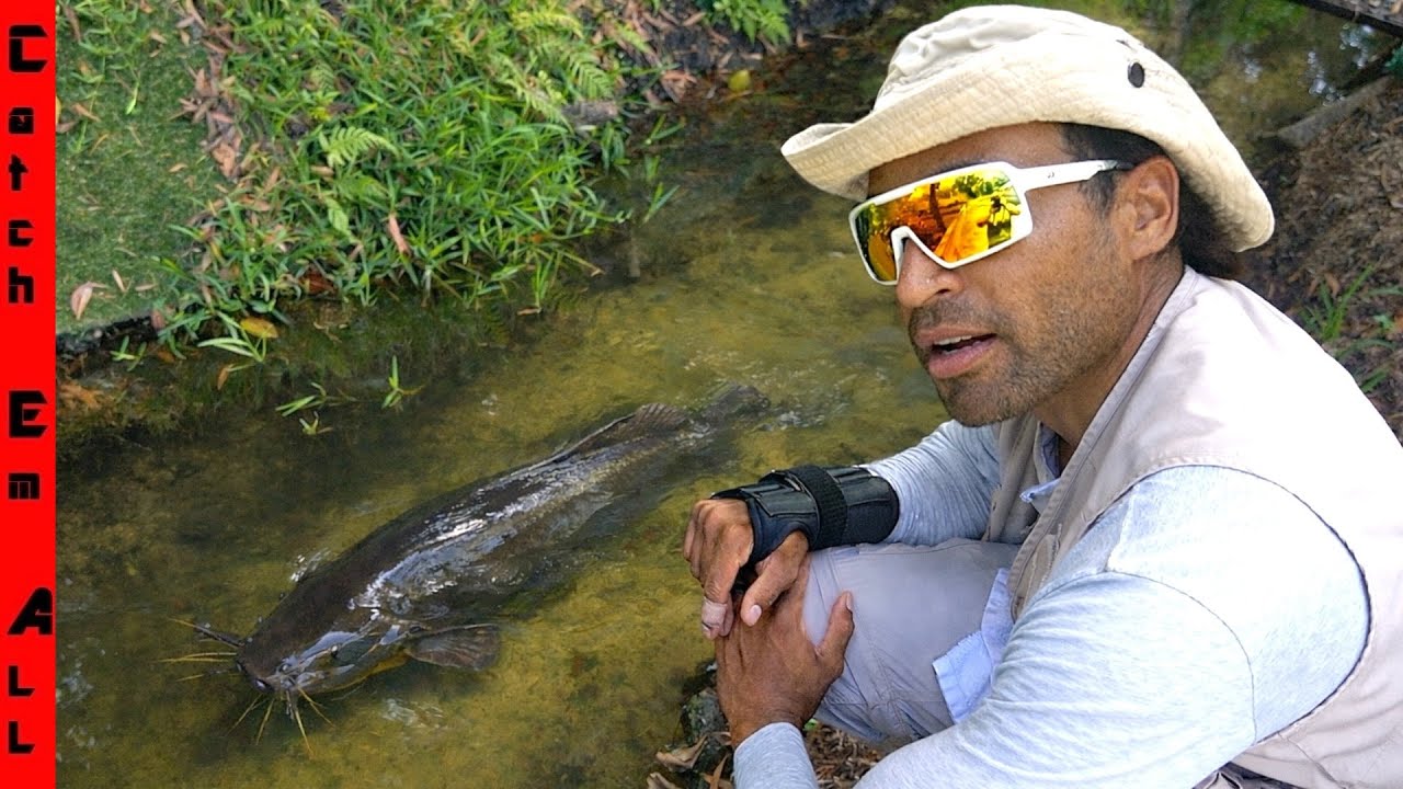 We FOUND an Absolute GIANT Invasive WALKING CATFISH in this CANAL! **World Record**