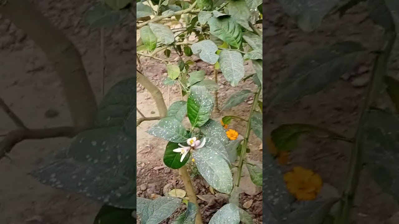 গাছে প্রচুর লেবু এসেছে আলহামদুলিল্লাহ 