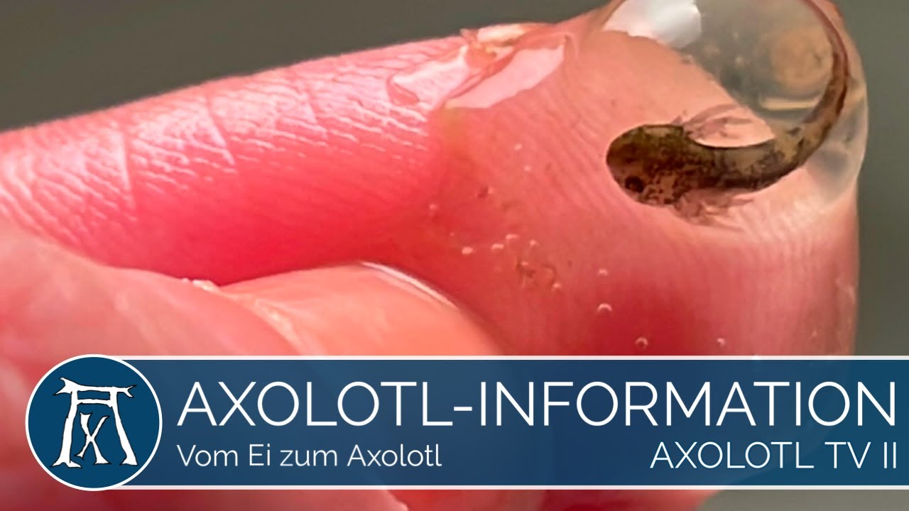 Vom Ei zum Axolotl. Die unglaubliche Entwicklung.