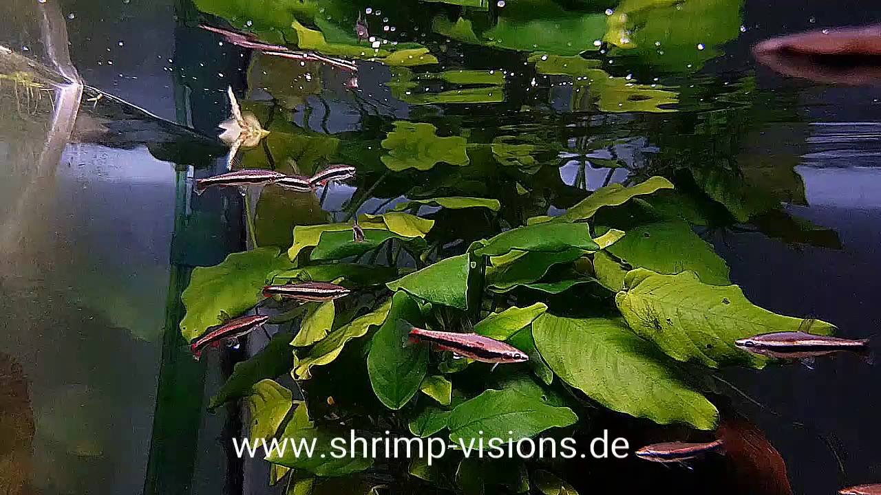 Roter Ziersalmler, Nannostomus beckfordi - Shrimp-Visions