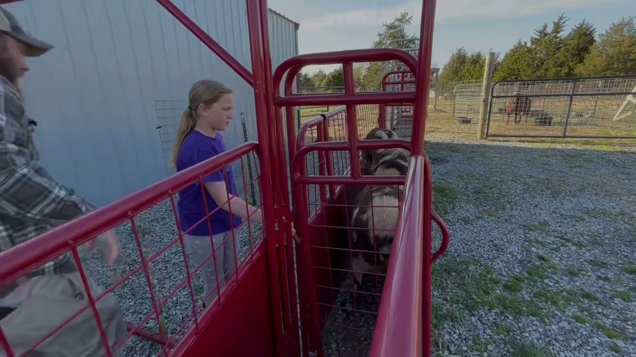 Goat handling system in action!