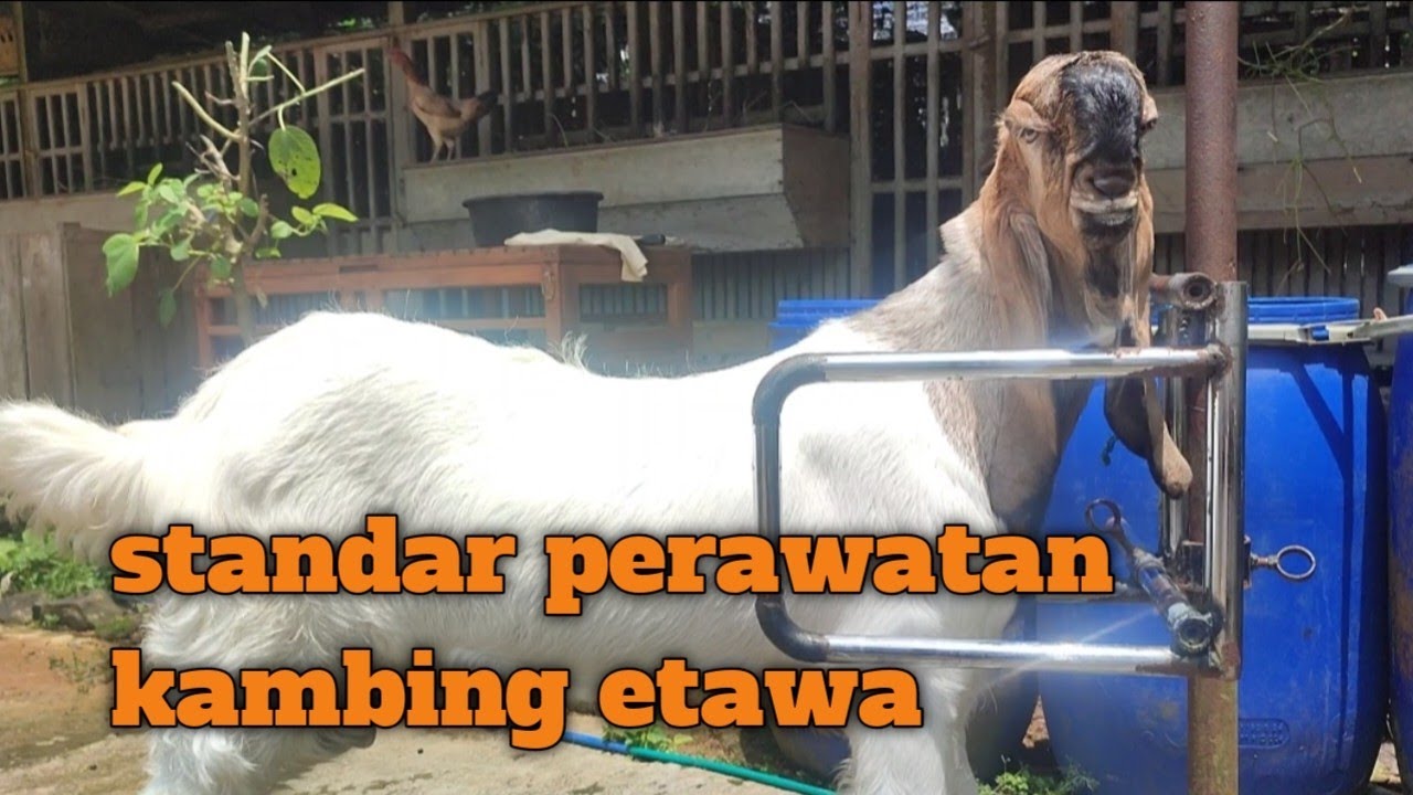 Standart minimal perawatan kambing etawa