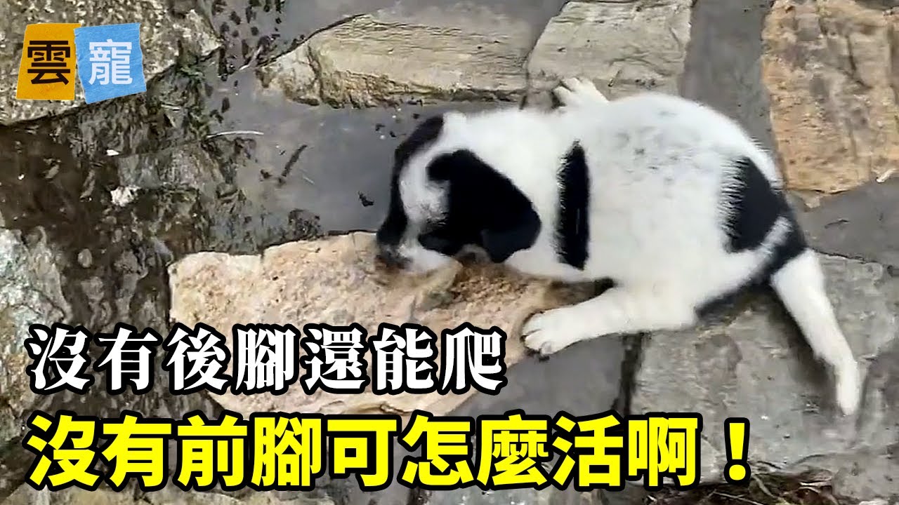 先天殘廢的小狗經常被流浪狗媽媽扔掉，可能她知道小狗以後很難存活吧！