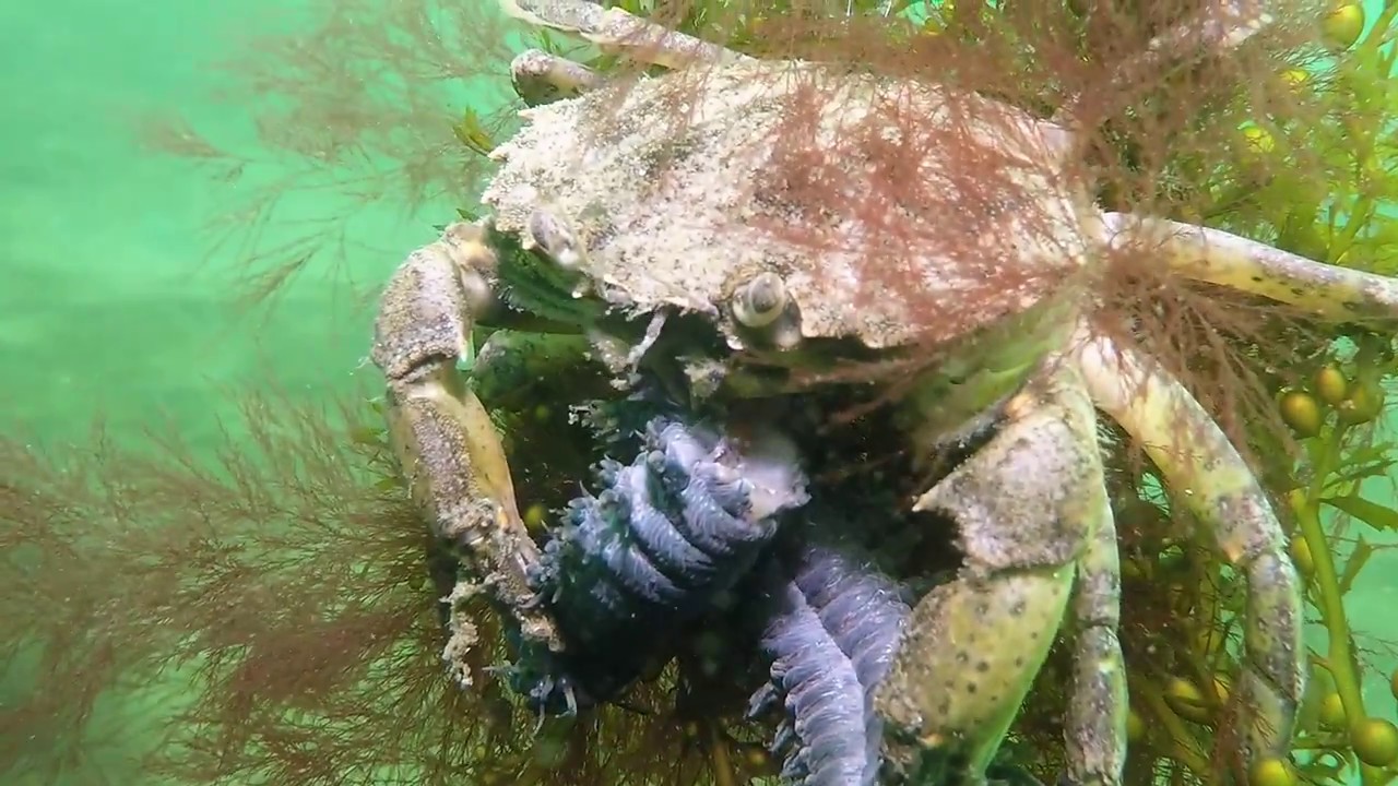 Een duikje in de Oosterschelde
