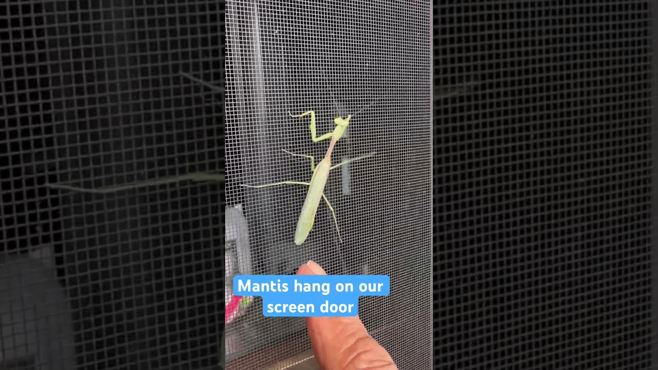 Mantis is a friendly insect #subscribe  #originalcontent #nature #mantis #insects
