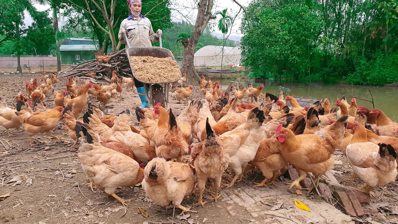 Process raising Organic Chicken in Poultry Farm
