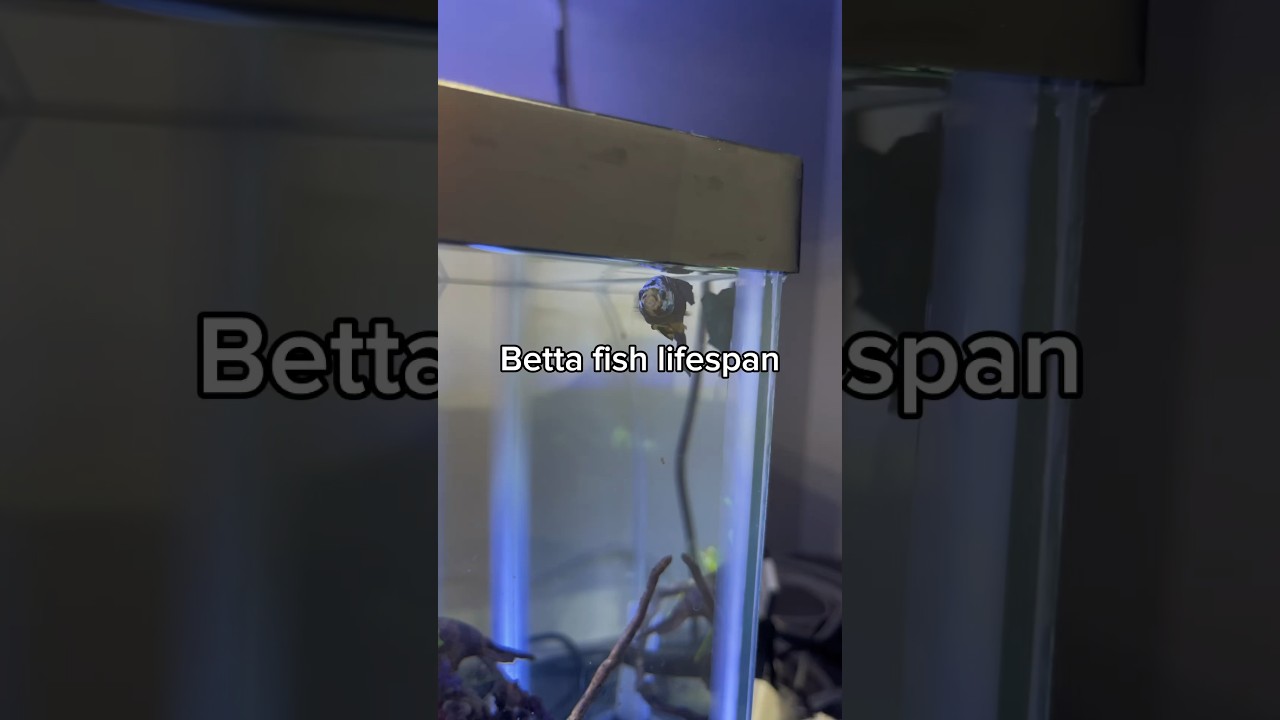How long do betta fish live