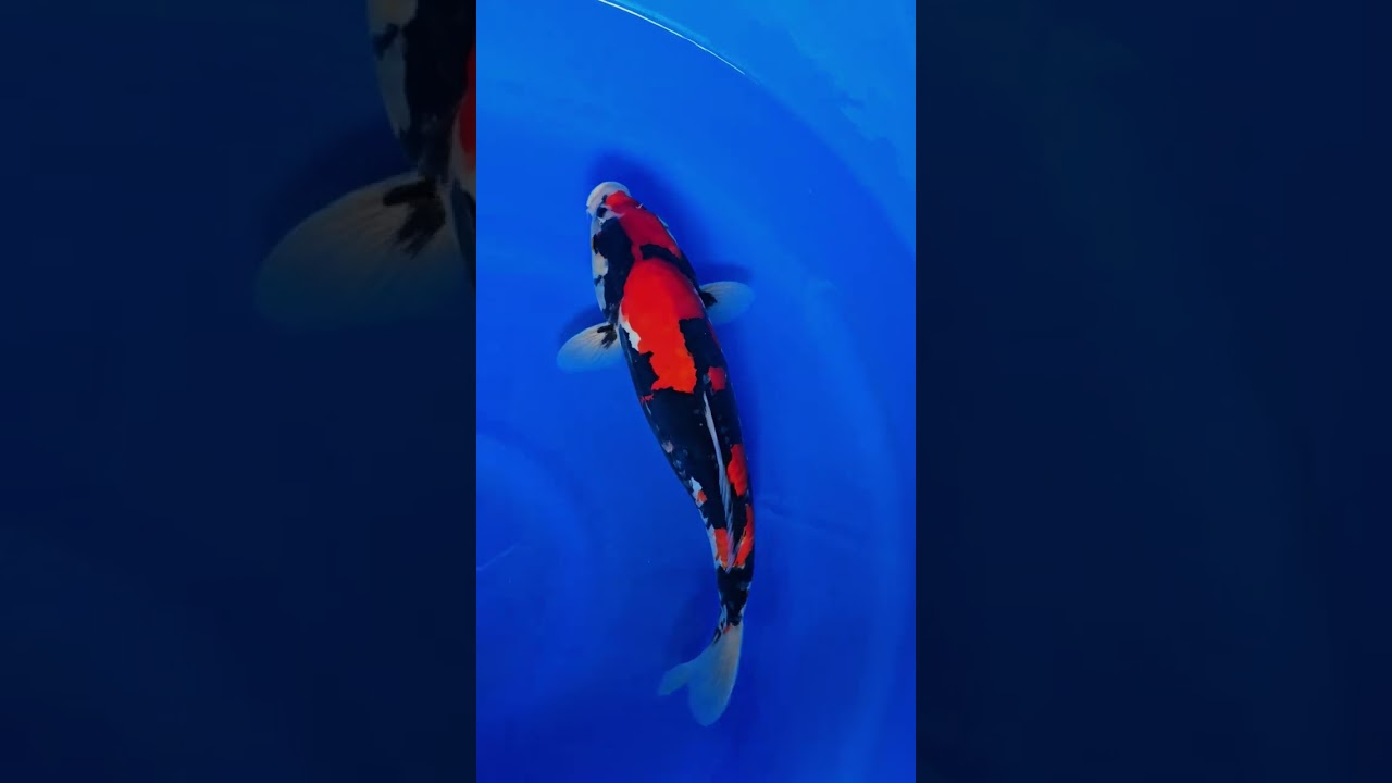SUPER SERIES SHOWA DOITSU 🔥🔥 #koi #ikan #koishow #permaikoi #koiblitar #koipond 