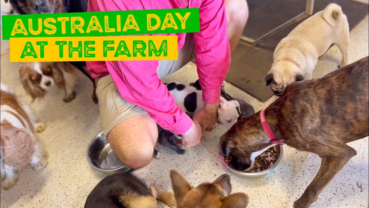 Australia Day at the farm, BBQ, family day, Barney’s diet