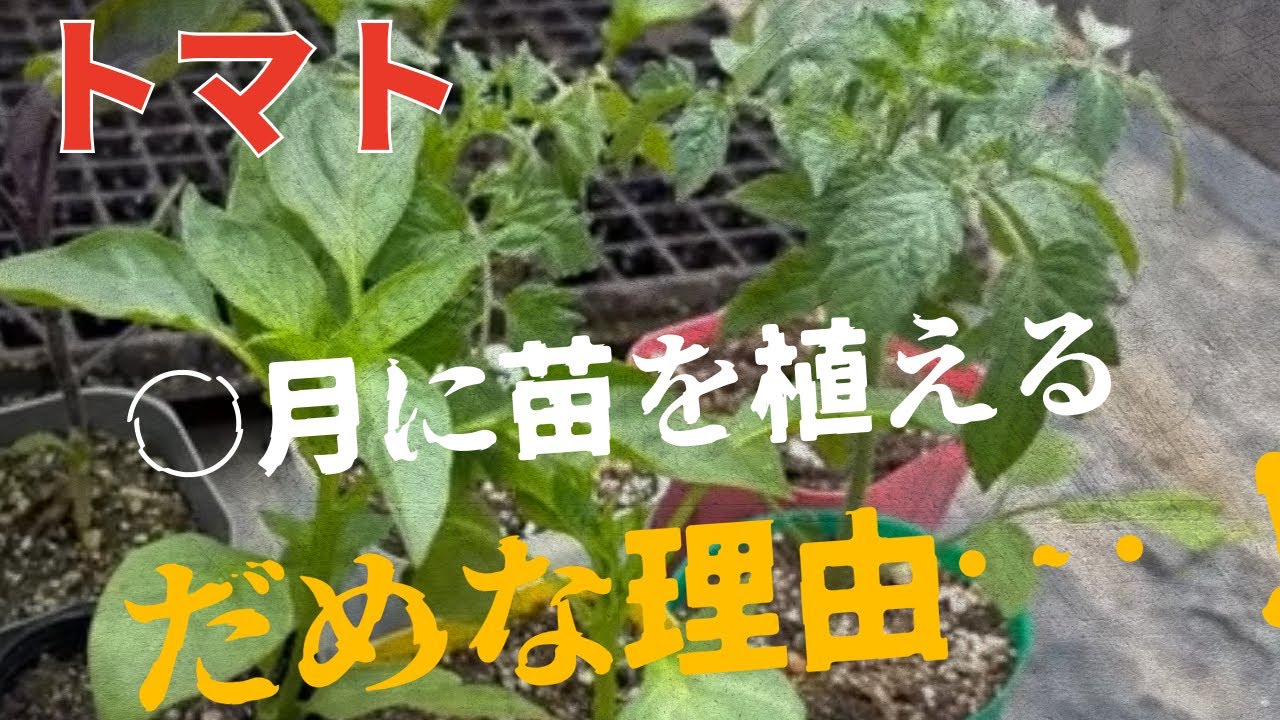 【トマト】○月の苗が一番ダメな理由