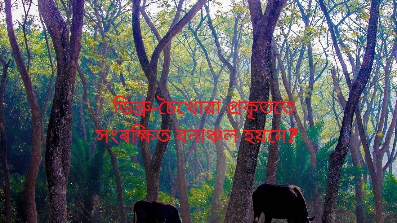 Dibru saikhowa national park || dibrusaikhowa tutorial
