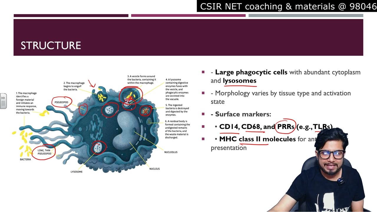 Macrophage structure and function | Cells of immune system | Shomu's Biology