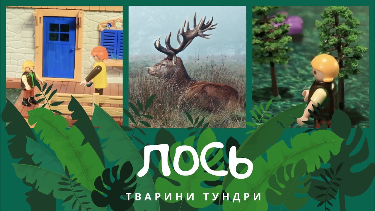 Лось. Тварини Тундри | Комарко
