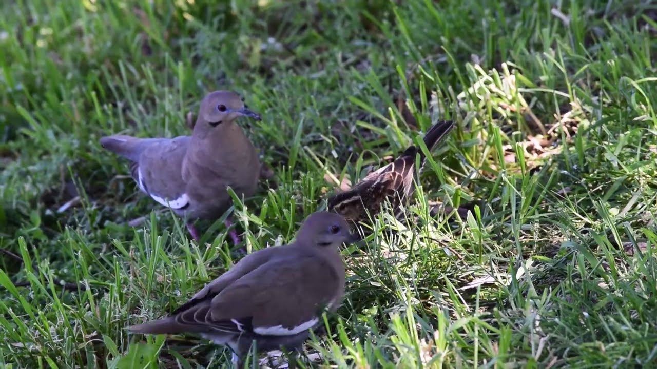 White-Winged Doves