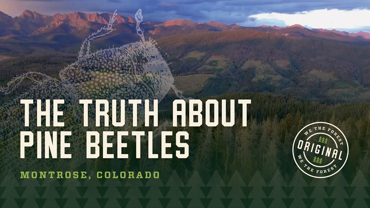 The Truth About Beetles | Montrose, CO